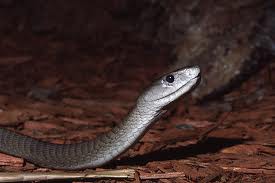 A maior serpente do mundo